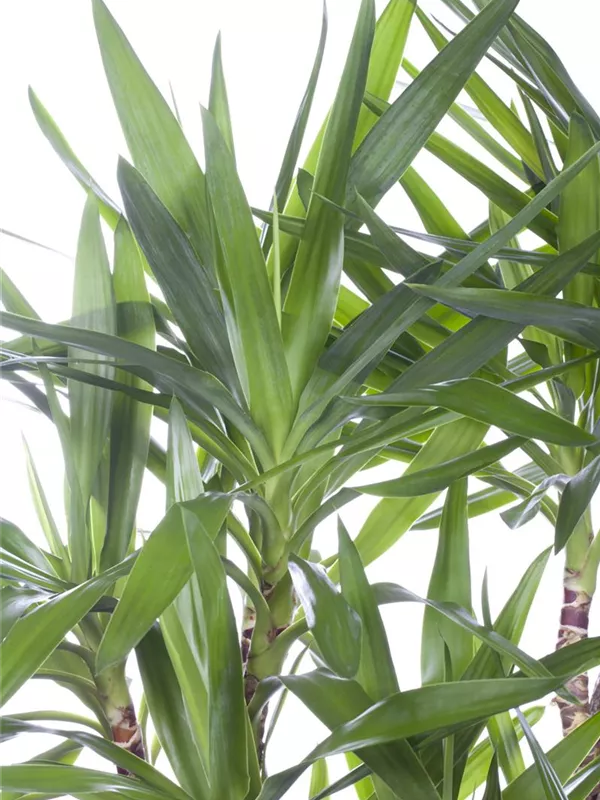 Riesen-Palmlilie