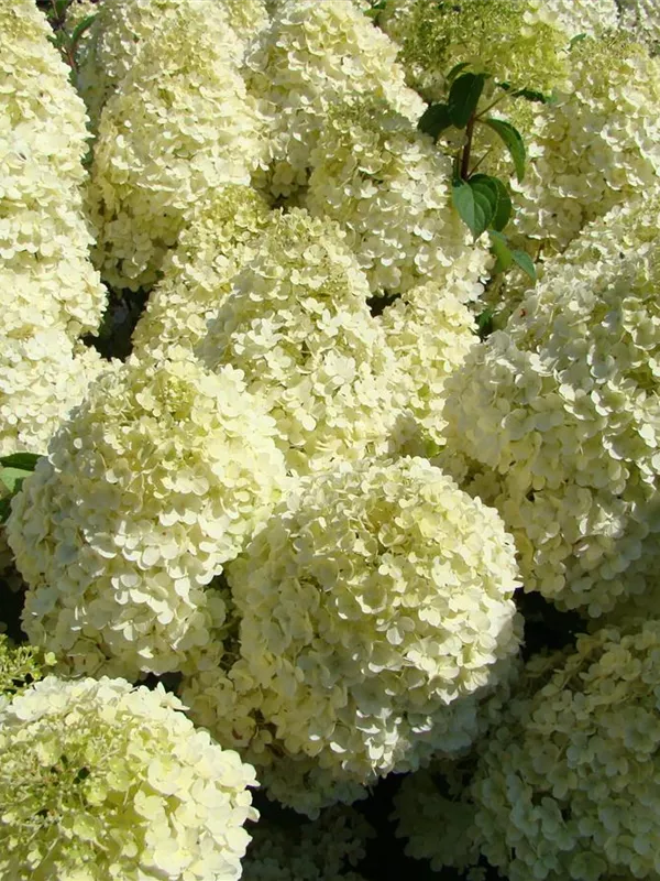 Rispenhortensie 'Bobo'®