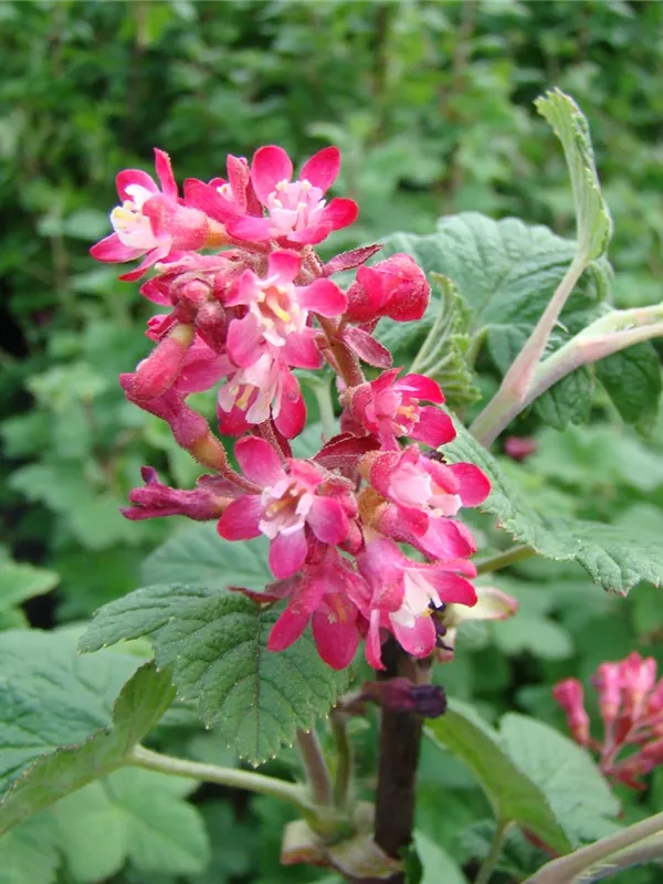 Zierjohannisbeere 'Pulborough Scarlet'