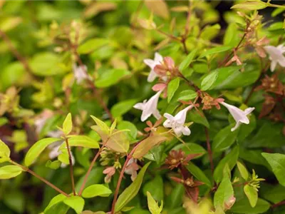 Abelia grandiflora