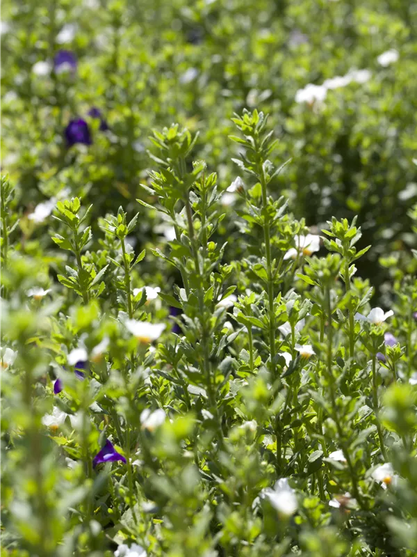 Schneeflockenblume