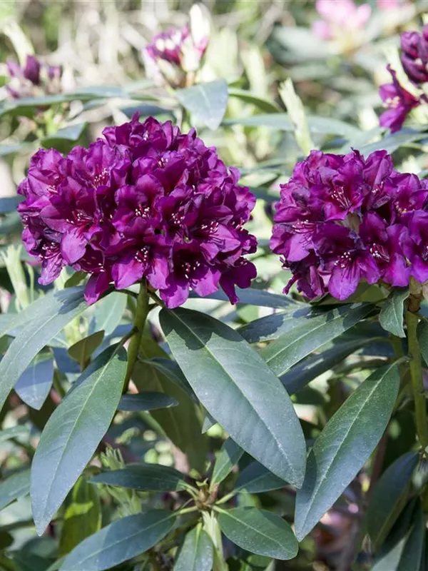 Großblumige Rhododendron