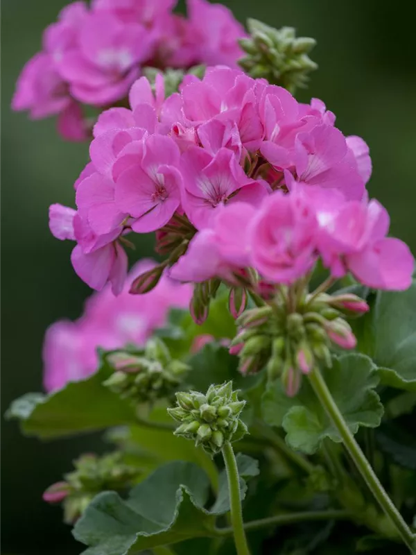 Zonal-Pelargonie