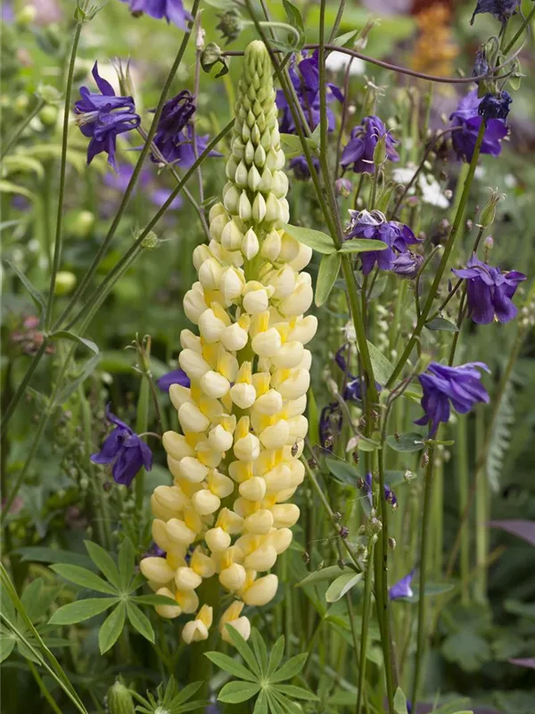 Vielblättrige Lupine