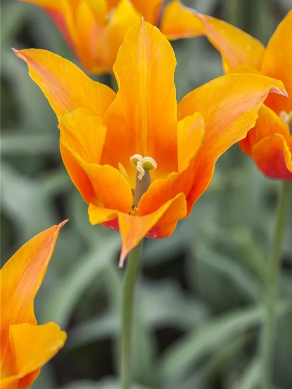 Lilienblütige Tulpe