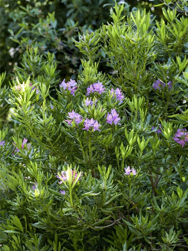 Pontischer Rhododendron