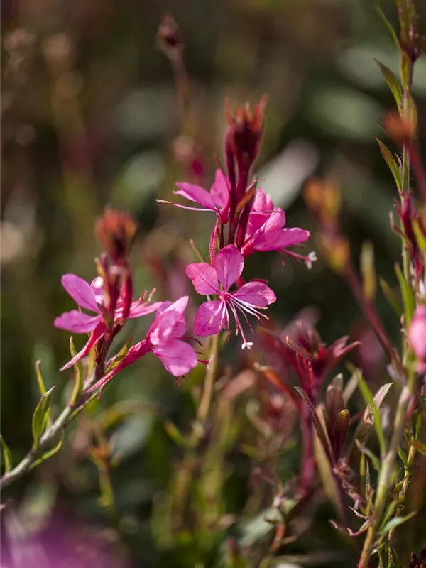 Garten-Prachtkerze