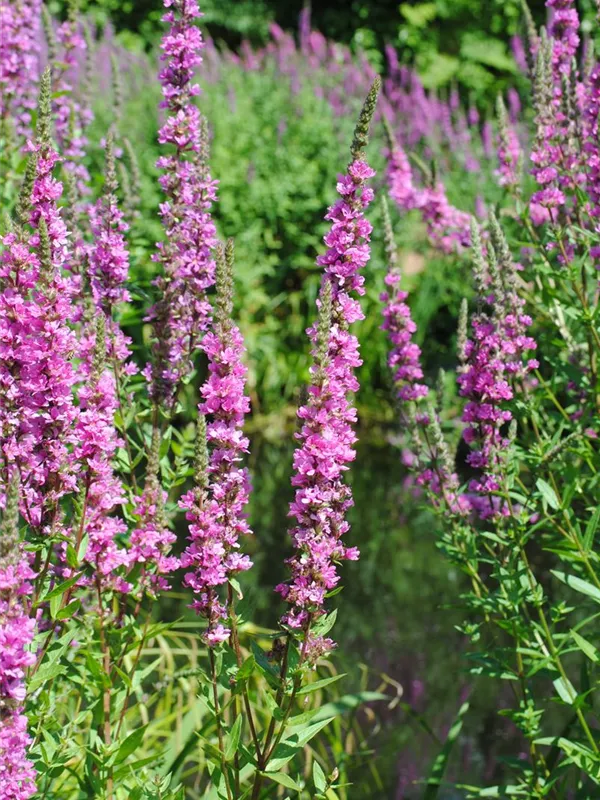 Garten-Blut-Weiderich