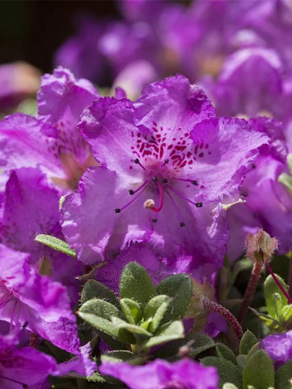 Rhododendron keleticum