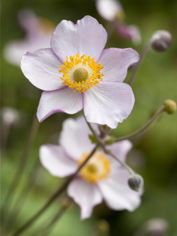 Herbst-Anemone