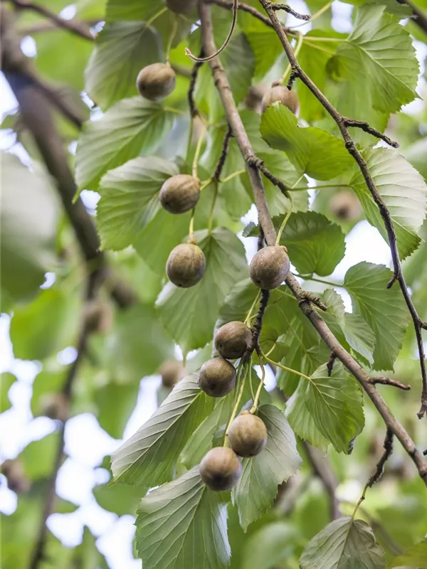 Mini-Kiwi