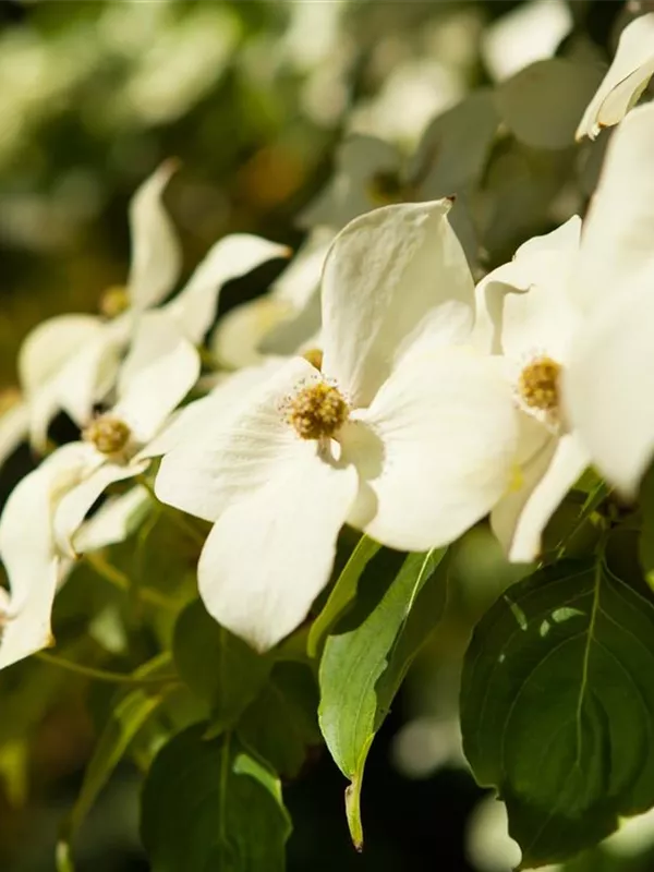 Chinesischer Blumen-Hartriegel