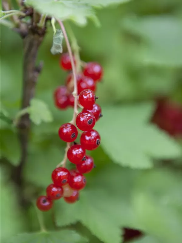 Rote Johannisbeere