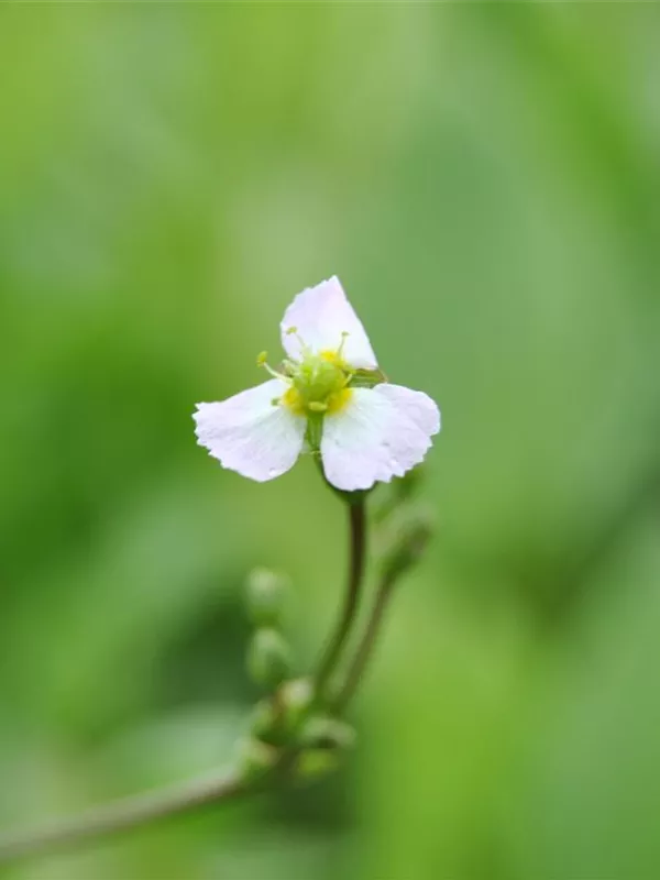 Gewöhnliches Pfeilkraut