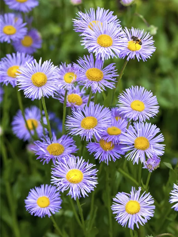 Kissen-Aster