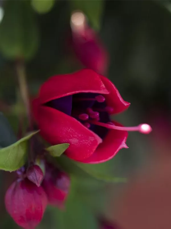 Fuchsien Hybriden