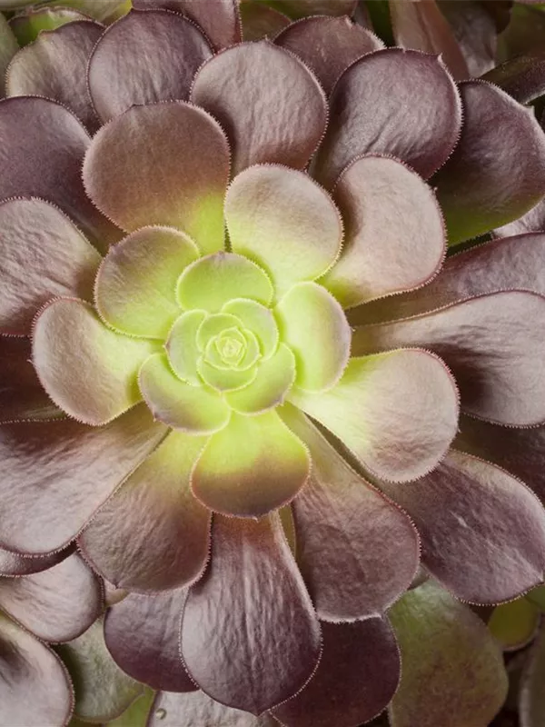 Aeonium