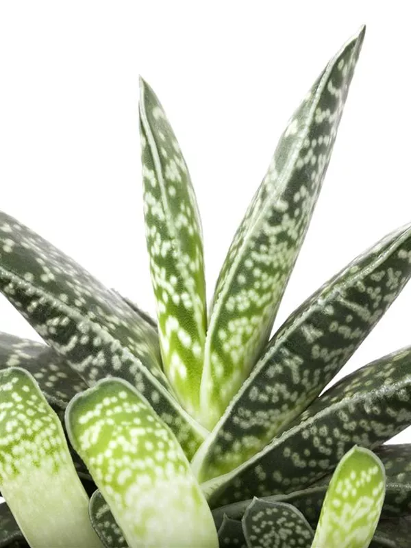 Tigeraloe