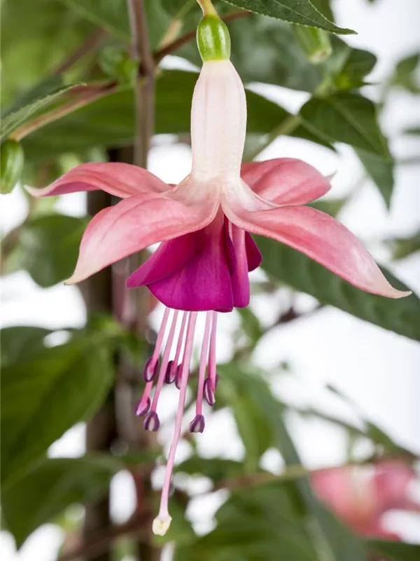 Fuchsie 'Paula Jane'