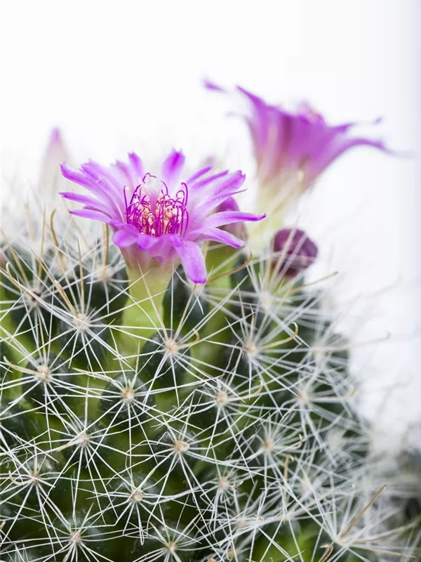 Mammillaria