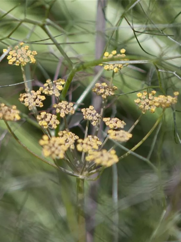 Zierfenchel 'Smokey'