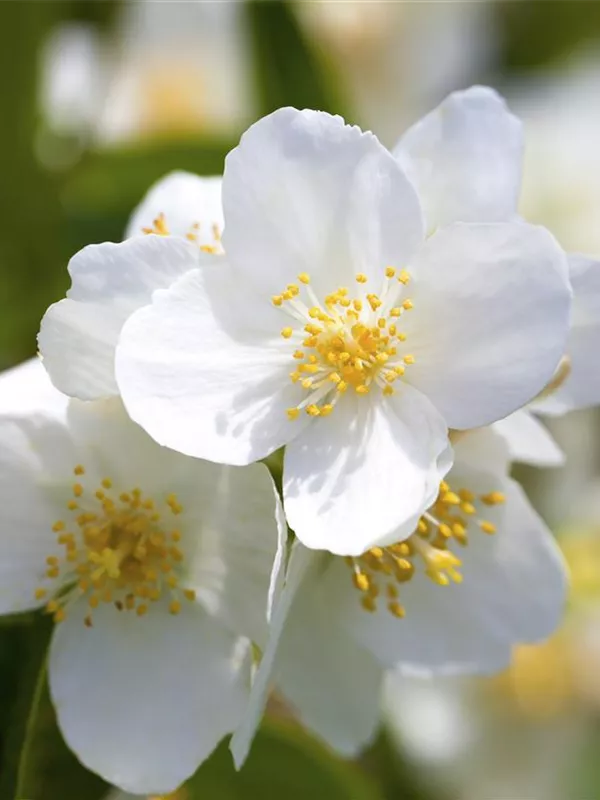 Duftend.Bauernjasmin