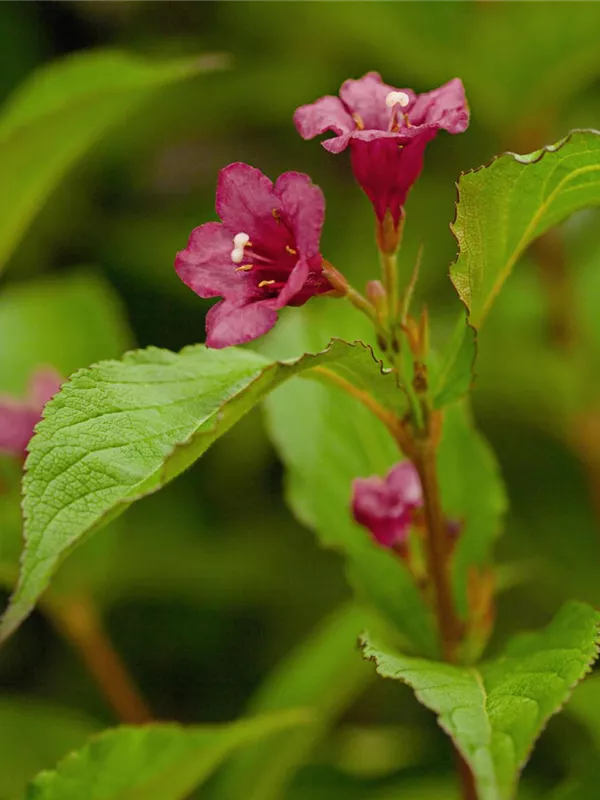 Weigelie 'Bristol Ruby'