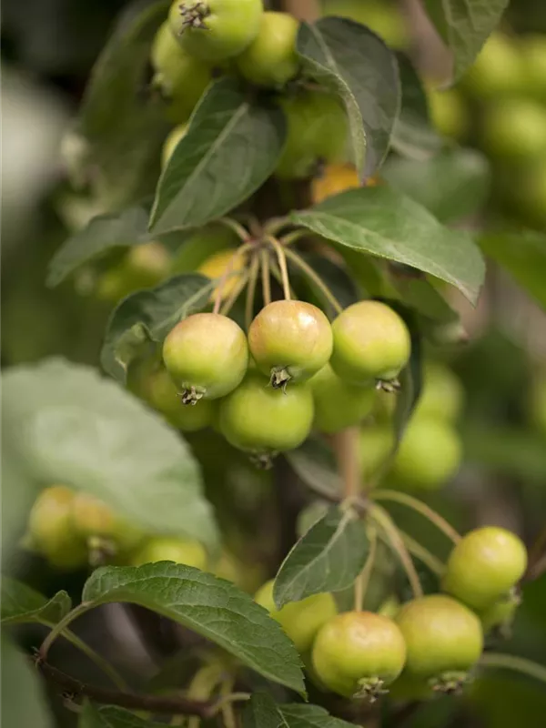 Zierapfel 'Golden Hornet'