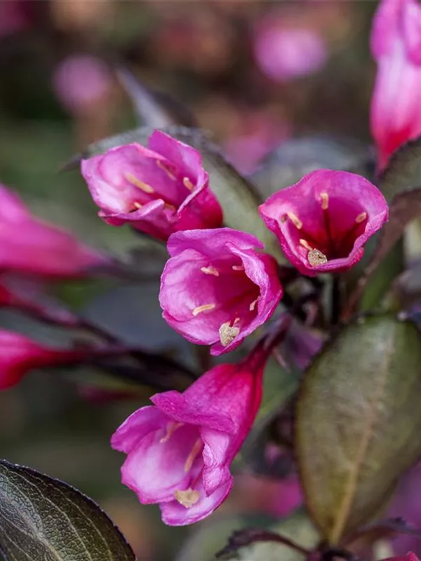 Rosa Weigelie 'Alexandra'