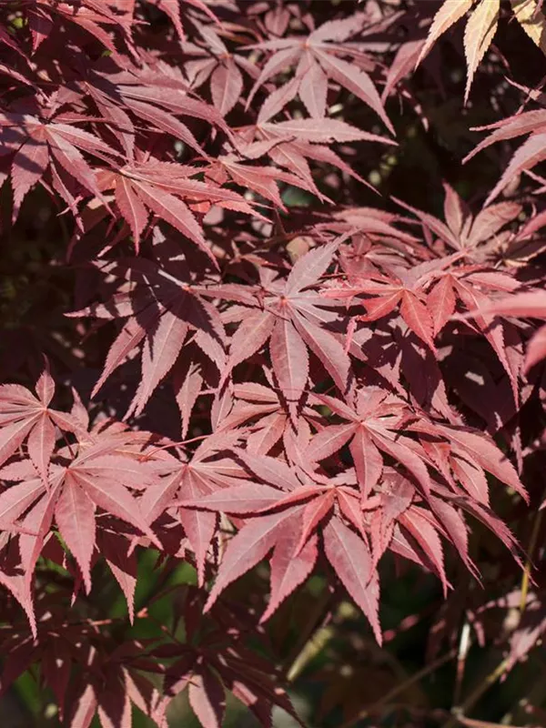 Roter Fächerahorn 'Bloodgood'