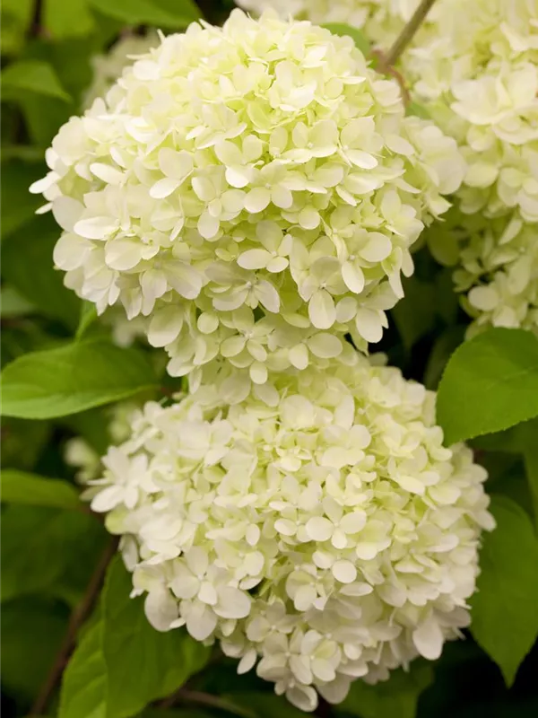 Rispenhortensie 'Limelight'-S-